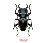 Prionocalus cacicus (Peru)